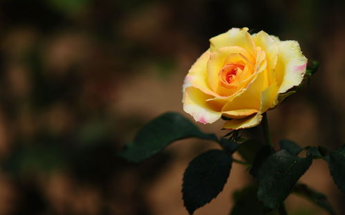 一簾花影，滿目清心 如何用「美麗的花兒」打造你的護(hù)眼桌面